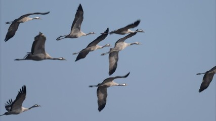 Poster - A group of Common Cranes flying blue sky