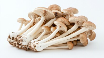 Poster - A pile of Yanagi mushrooms on a clean white background, with their long, slender stems creating a visually appealing contrast against the white backdrop