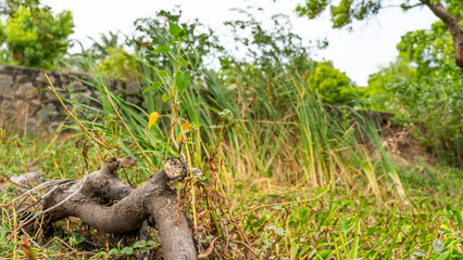 Closeup of green growth saplings and seedlings embracing warm sunlight. Nurturing nature promise