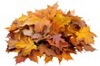 © Alena - A collection of vibrant autumn leaves against a white backdrop