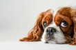 © Vii - A close-up shot of a dog looking sad, suitable for use in emotional or pet-related contexts