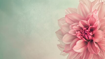 Poster - Delicate Pink Dahlia Blossom