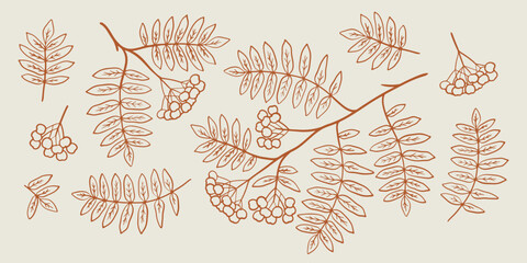 Wall Mural - Rowan branch line art illustration set. Hand drawn graphic. Cute one color doodle of fall element. Autumn leaves and berries sketch.