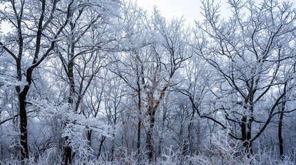 Wall Mural - winter_trees_covered_with_frost