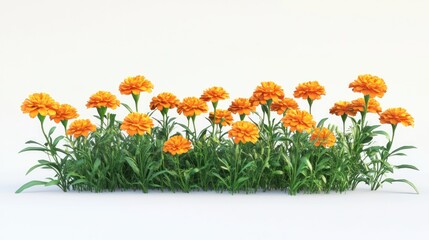 A vibrant display of orange marigold flowers against a light background.