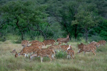 Wall Mural - group or herd of spotted deer or chital or axis deer or axis axis family in wild natural green scenic background in winter outdoor wildlife safari at ranthambore national park forest rajasthan india