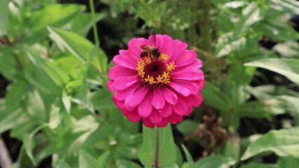 Wall Mural - footage of a bee collecting nectar on a hot pink zinnia in the wind