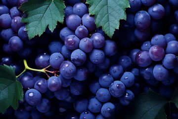 Wall Mural - Blue grapess background. Fresh Blue grapess as background