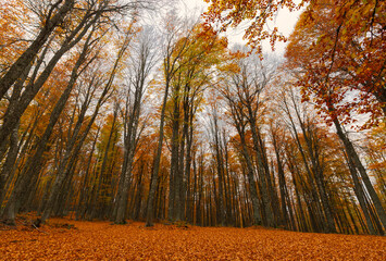 Image of colorful leaves falling down from tree branches in autumn. (Yedigöller). Yedigoller National Park, Bolu, Istanbul. Turkey.