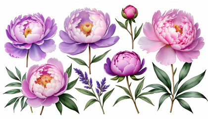 Wall Mural -  botanical color background pink purple pastel flowers flower drawn collection set hand illustration lavender peonies plant watercolor png purple blossom flower peony floral set bouquet decoration