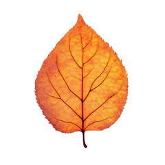 Wall Mural - orange autumn leaf isolated on transparent background Generative Ai.