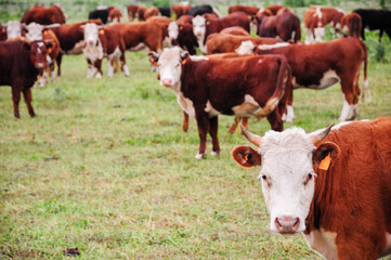 A herd of brown and white cows grazing in a lush green pasture on a farm.