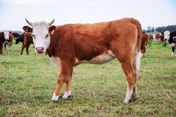 Cow in lush green pasture with herd in background