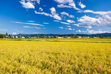 Sticker - 黄金色に広がる秋の田園風景　松本市