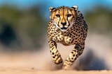 A close-up of a cheetah running at full speed, with its body stretched out and dust flying beneath its paws