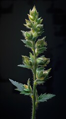 Wall Mural - Close-up Photography of Green Flower Buds