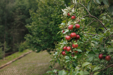 Ripe red apples hang from branch decorated with green leaves. Fruits in apple orchard before harvest. an apple orchard at end of summer.