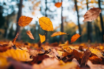 Wall Mural - autumn leaves levitating pattern, colorful autumn forest in the background
