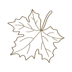hand drawn brown maple leaf line art vector illustration