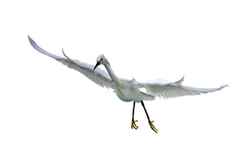 Wall Mural - Snowy Egret (Egretta thula) Photo, in Landing Mode, Head-on, on a Transparent Isolated PNG Background