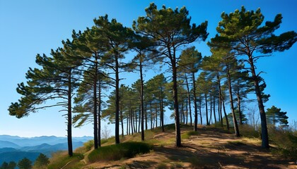 Majestic mountain towering over a lush pine forest beneath a clear blue sky