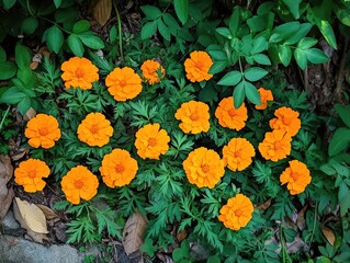 Canvas Print - flowers in the garden