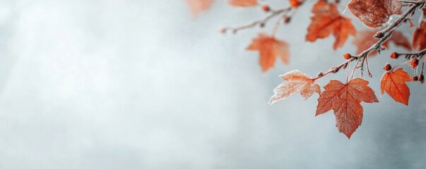 Beautiful frozen branch with autumn maple leaves in the forest. Autumn winter background