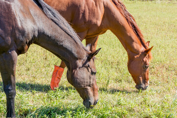 The heads, necks, and front legs of two brown  horses grazing. 