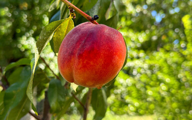 Peach ripe fruit on tree in orchard 