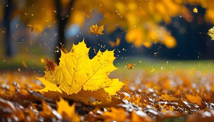 Wall Mural - Autumns carpet of fallen yellow maple leaves gracing the ground