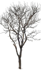 a bare tree with no leaves stands tall against a white background. the tree's branches are reaching 