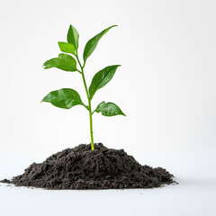 Seedling in fresh soil representing reforestation, afforestation, deforestation prevention on white background, copy space concept