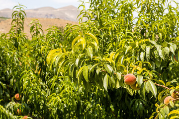 Wall Mural - peach trees with ripe fruits in Armenia in summer