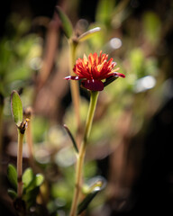 flor roja acercamiento con fondo de hojas verdes en jardín