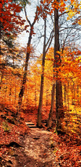 Wall Mural - Forests in Canada transform in Fall and Autumn from green to brilliant shades of red,orange and yellow in a burst of colours seen here at Gatineau Park,Quebec,Canada