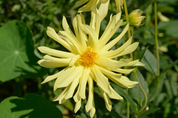 close-up of a yellow dahlia in a garden