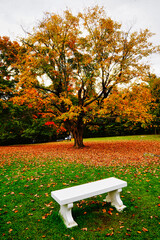 Wall Mural - Canadian Portrait of the Fall Season - A White park bench with a Maple tree in bright fall colours and fallen leaves in Autumn at the Mackenzie King estate in Gatineau Park,Quebec,Canada