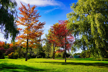 Wall Mural - Lovely landscape views of the verdant gardens, contrasting with the yellows and red of the change of seasons during Fall and Autumn seen here at the scenic Dominion Arboretum,Ottawa,Ontario,Canada 