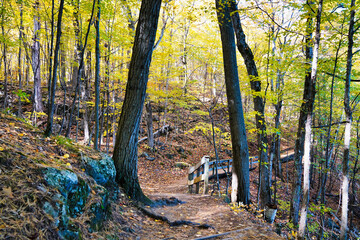 Wall Mural - A quiet trail through a leaf strewn forest floor and board walks beckon visitors to soak in the autumn and fall season amidst a profusion of orange,red and yellow colors at Gatineau Park,Quebec,Canada