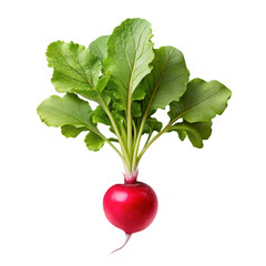 Wall Mural - red radish clipart image isolate on transparent background