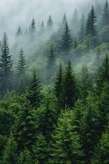  Vertical shot of a dense forest with tall coniferous trees shrouded in mist. Rich green foliage and vegetation create a mystical atmosphere. Woodland landscape with misty atmosphere.