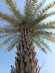 Palm tree on sky background