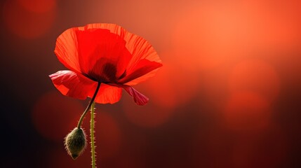 Wall Mural - Single Poppy Flower in Red Blurred Background