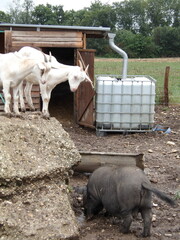 deux chèvres et un cochon gris