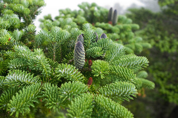 Wall Mural - Nuts of Korean fir(Abies koreana) in the summer at Samshinbong Peak of Jirisan National Park, Sancheong-gun, South Korea