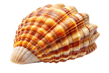 sea shell isolated on white background png