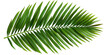 © CozyNessAI - Green palm leaf isolated on transparent background. Cut out or PNG.