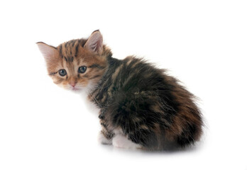 Canvas Print - young Kurilian Bobtail in studio