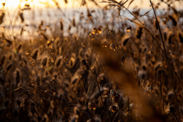 Grass along the California Coast in Mendocino, United States.