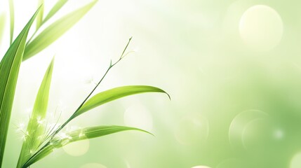 Poster - A bright and airy light green background with soft highlights, evoking freshness and vitality.